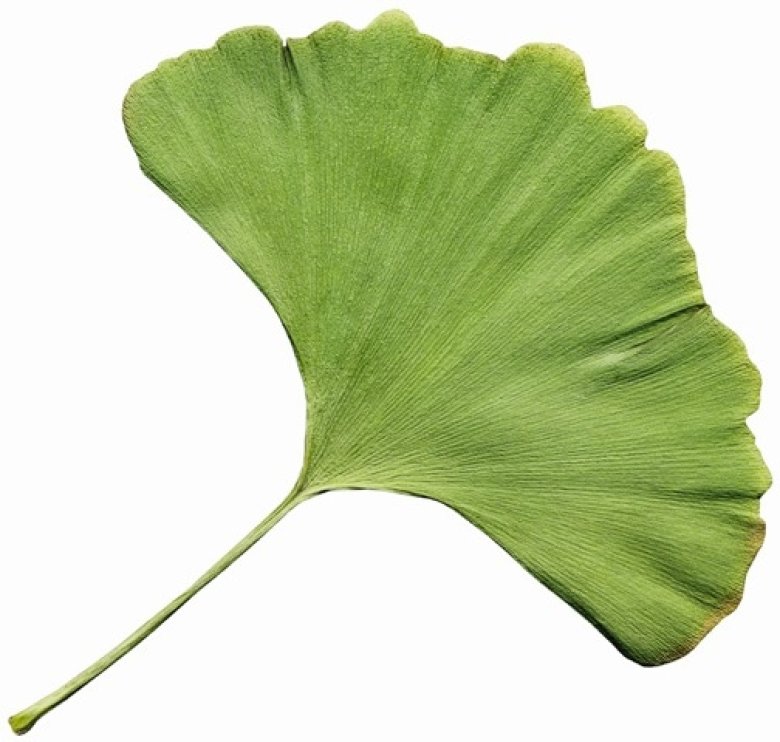 Ginkgo biloba – effekt, bivirkninger og interaksjoner (Tidsskrift for Den norske legeforening)