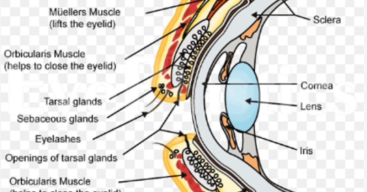 7.6 Akutt sinusitt, preseptal (periorbital) og orbital cellulitt ...