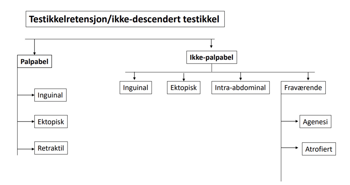 Testikkelretensjon